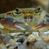 Krab jezerni - Potamon fluviatile - Freshwater Crab o0411